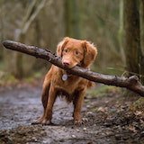 dog-with-stick